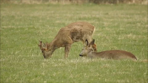 Roe deer Stock Footage 74118070