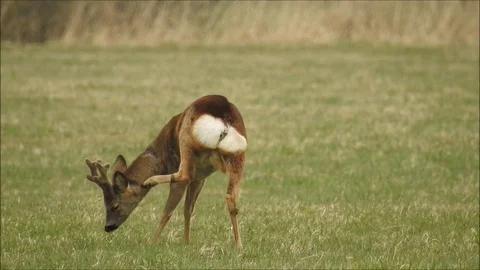 Roe deer Stock Footage 74118079