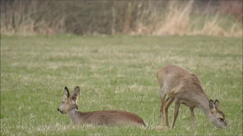 Roe deer Stock Footage 74118199