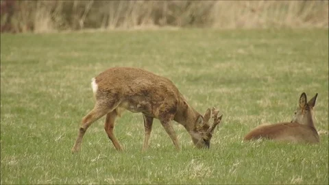 Roe deer Stock Footage 74118209