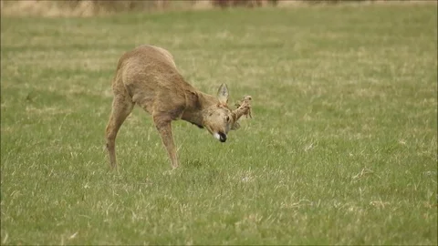 Roe deer Stock Footage 74118298