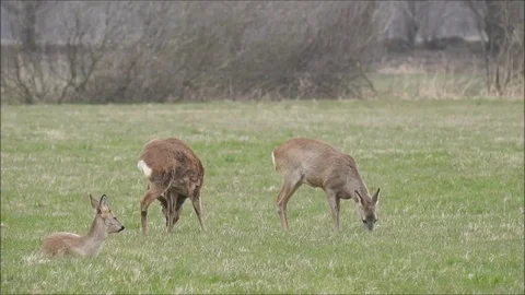 Roe deer Stock Footage 74118325
