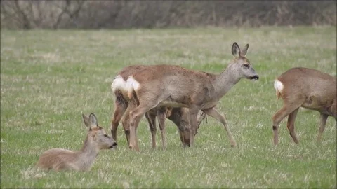 Roe deer Stock Footage 74118406