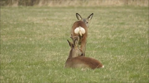 Roe deer Stock Footage 74118448