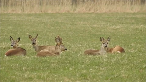 Roe deer Stock Footage 74118502