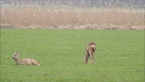 Roe deer Video stock 74118545
