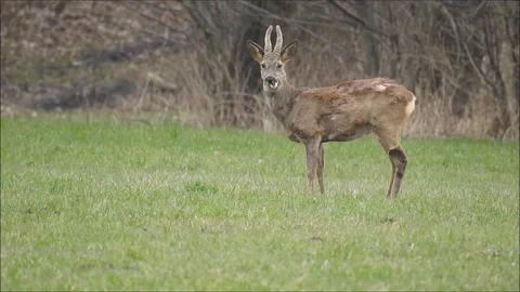 Roe deer Stock Footage 74118603