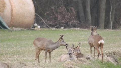 Roe deer Stock Footage 74118649