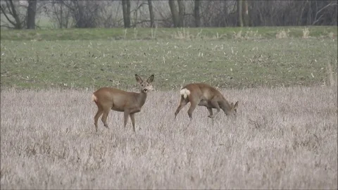 Roe deer Stock Footage 74118740