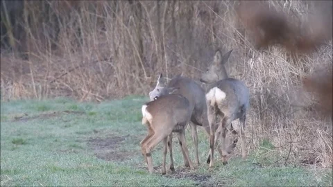 Roe deer Stock Footage 74119367
