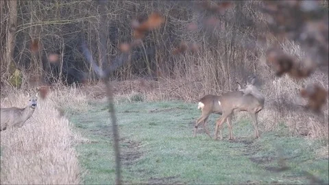 Roe deer Stock Footage 74119529