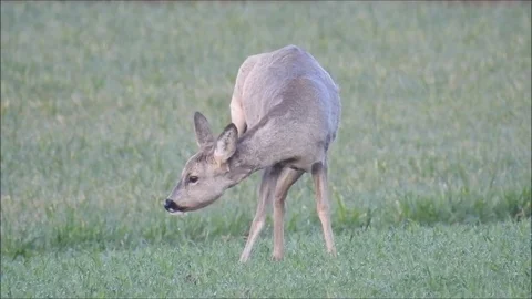 Roe deer Stock Footage 74119655