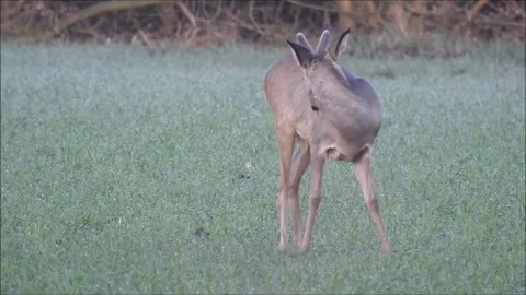 Roe deer Stock Footage 74119664