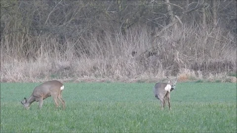 Roe deer Stock Footage 74119845