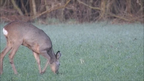 Roe deer Stock Footage 74119859