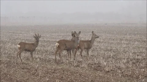Roe deer Stock Footage 74119982