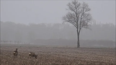 Roe deer Stock Footage 74119991