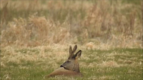 Roe deer Stock Footage 74120233