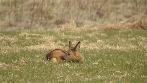 Roe deer Stock Footage 74120343