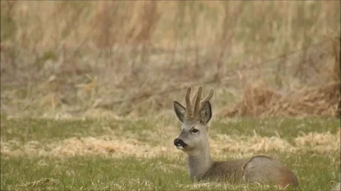 Roe deer Video stock 74120383