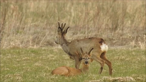 Roe deer Stock Footage 74120525