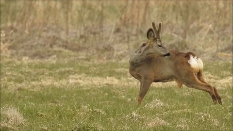 Roe deer Stock Footage 74120530