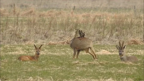 Roe deer Stock Footage 74120638