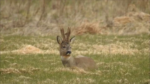 Roe deer Stock Footage 74120648