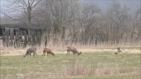 Roe deer Stock Footage 74120751