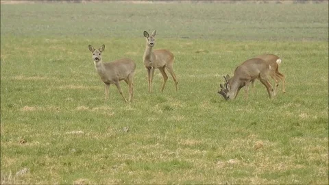 Roe deer Stock Footage 74120786