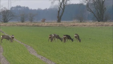 Roe deer Stock Footage 74121194