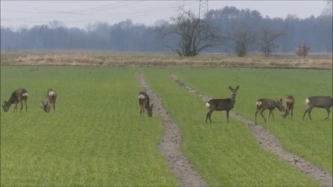 Roe deer Stock Footage 74121281
