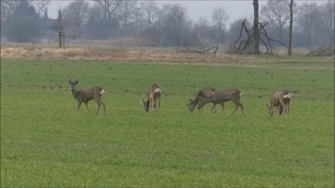 Roe deer Stock Footage 74121288