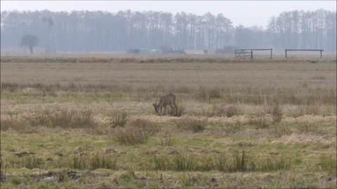 Roe deer Stock Footage 74121362