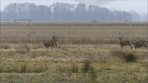 Roe deer Stock Footage 74121458