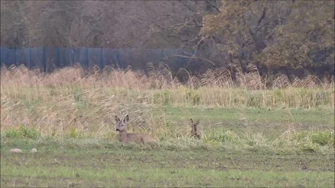 Roe deer Stock Footage 74128509