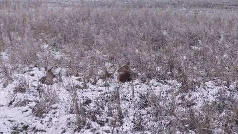 Roe deer Stock Footage 74128721