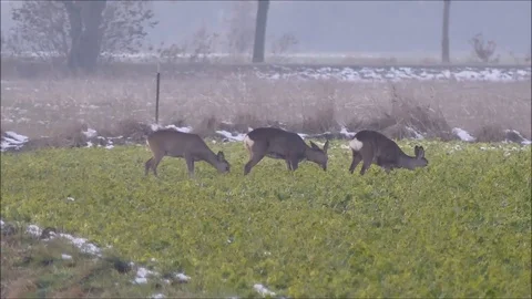 Roe deer Video stock 74128810