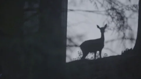 Roe deer Video stock 76189224