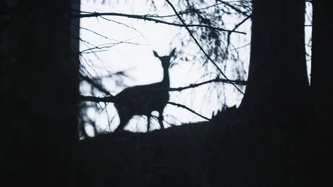 Roe deer 스톡 동영상 92410479