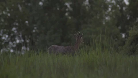 Roe deer Stock Footage