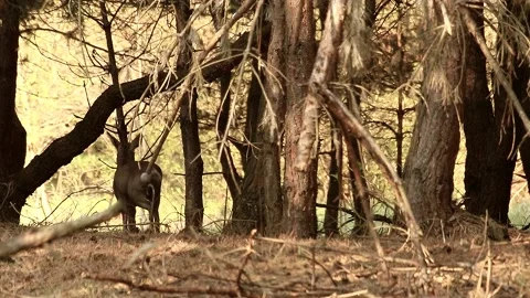 Roe deer Stock Footage 195146170