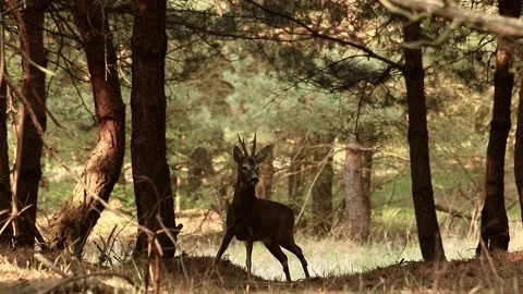 Roe deer Stock Footage 195146172