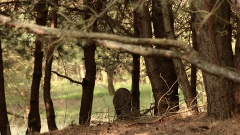 Roe deer Stock Footage 195146177