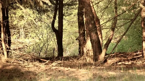 Roe deer Stock Footage 195146186