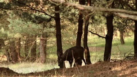 Roe deer Stock Footage 195146187