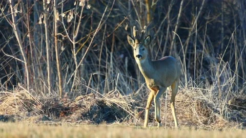 Roe deer Stock Footage 236557717
