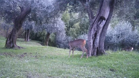 Roe deer 動画素材 254487111
