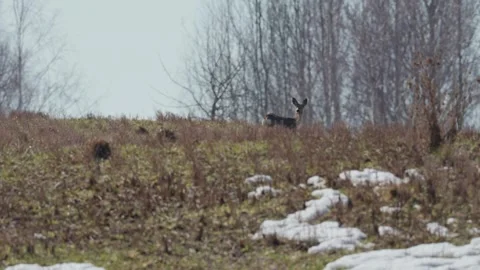 Roe deer Stock Footage 343885321