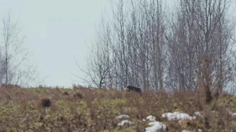 Roe deer Stock Footage 343885365